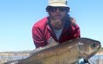 Alec Lackmann verified the world's oldest freshwater fish in Otter Tail County. He's shown here with one of several centenarian bigmouth buffalo fish 