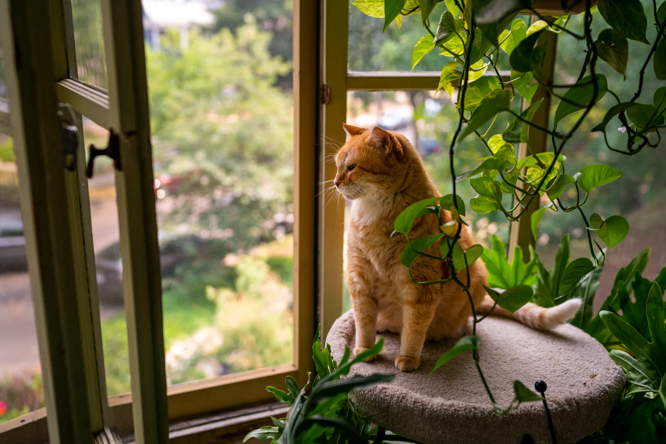 Minneapolis neighborhood hosts a wacky tour of window cats that draws ...