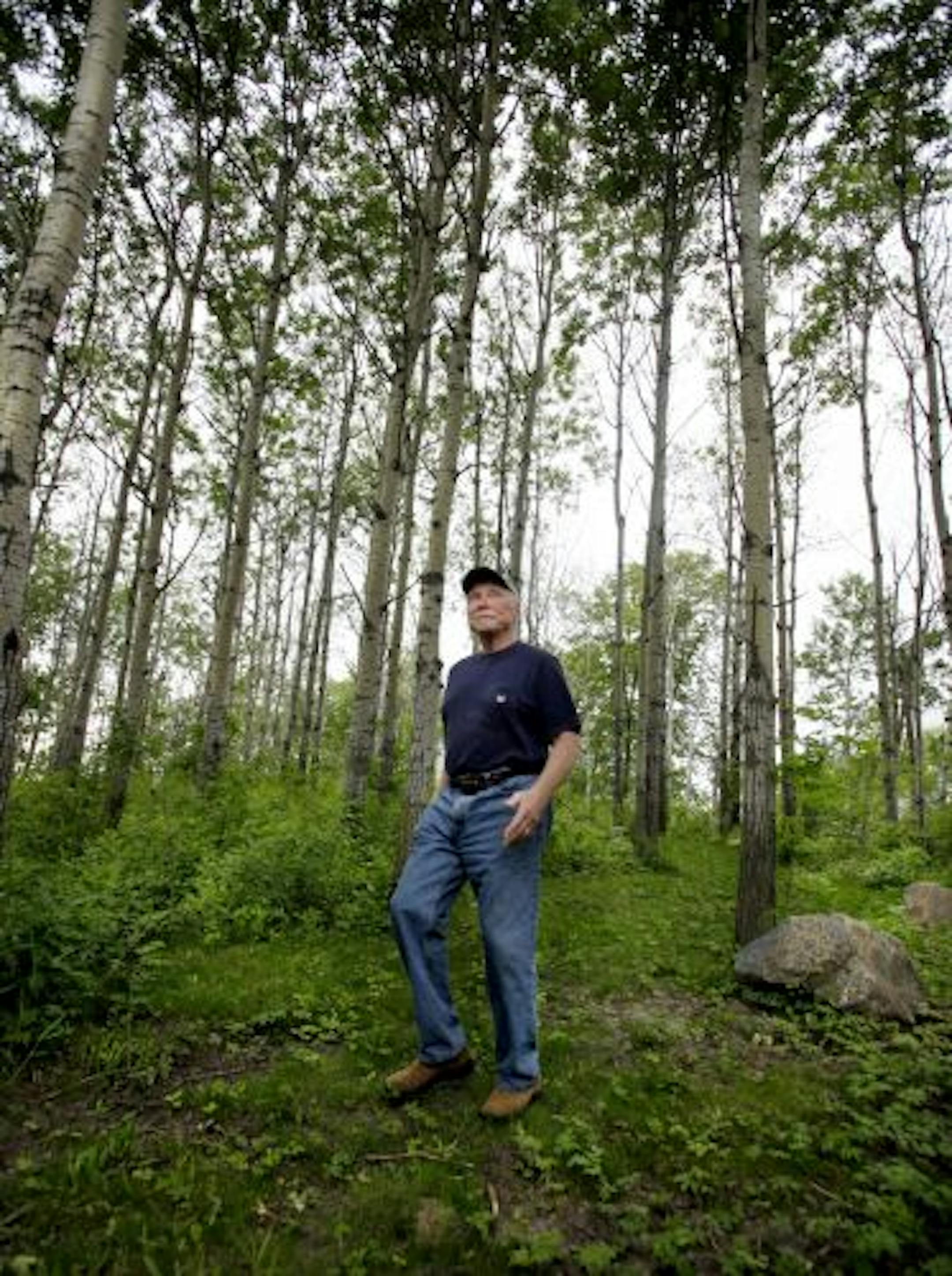 Though he has donated his 16 acres to Medina, Terry Tomann will continue to care for the trees he has planted and nurtured over the past 40 years. At right, an angel is perched on a rock in the tract. He said the angel is "someone to look after the park."