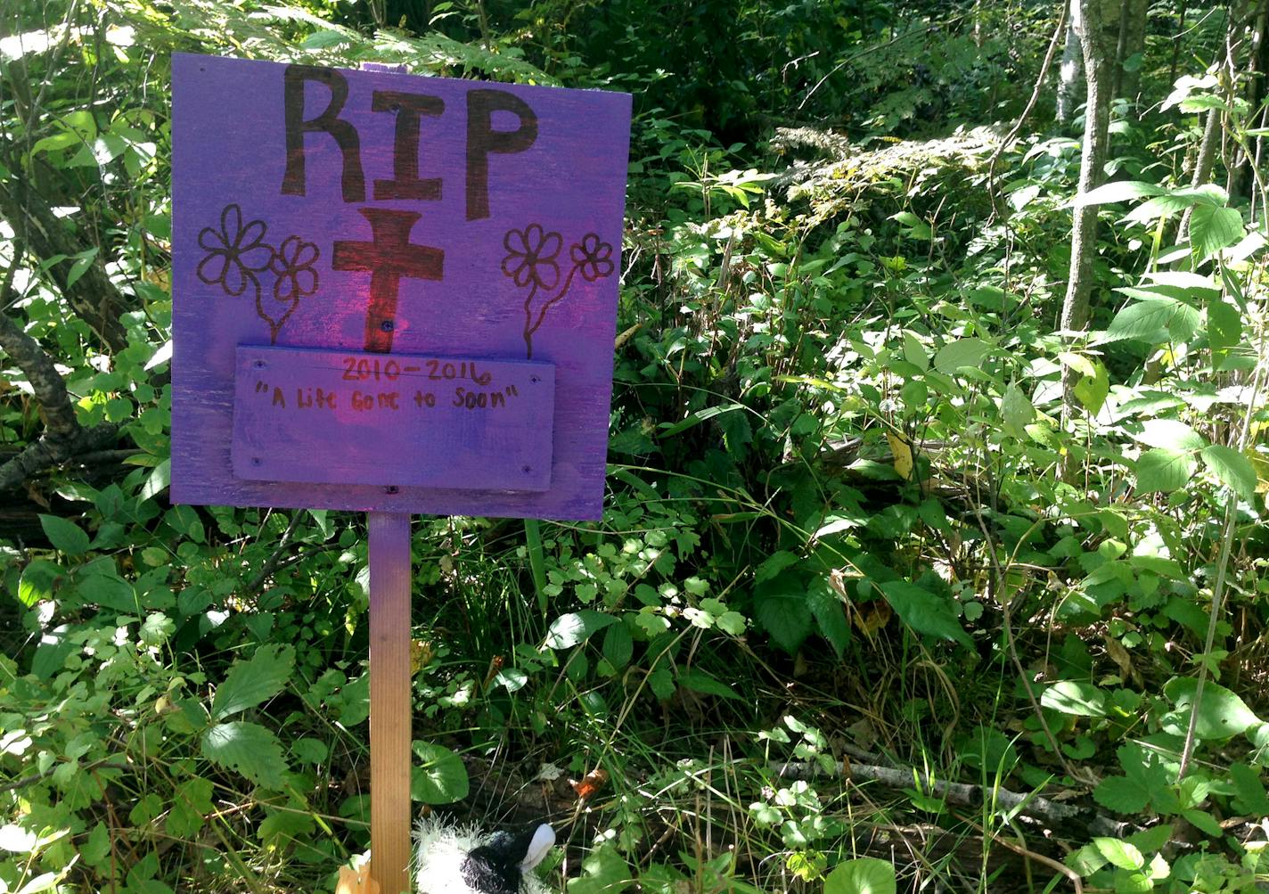 A sign that reads "a life gone too soon" was put up near the cabin in rural Cass County where the body of Alayna Ertl, 5, was found Saturday. The cabin belongs to the family of Zachary T. Anderson, 25, who is being held in the Crow Wing County jail in connection with Ertl's death. ] Emma Nelson, Star Tribune