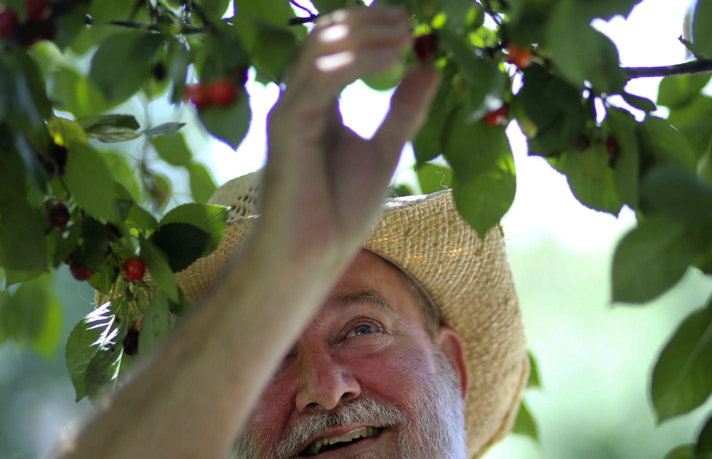 Veteran forager Charlie Underwoood, a retired teacher who taught for 41 years, foraged for cherries from a tree on an Uptown lot Thursday, July 24, 2014, in Minneapolis, MN.] (DAVID JOLES/STARTRIBUNE) djoles@startribune Foraging - the act of picking berries, flowers and anything else that looks edible off the road for consumption - is on the rise in Minneapolis. The community that does it is small but consistent, but Minneapolis Park and Rec and city ordinances aren't exactly enthusiastic. Minne