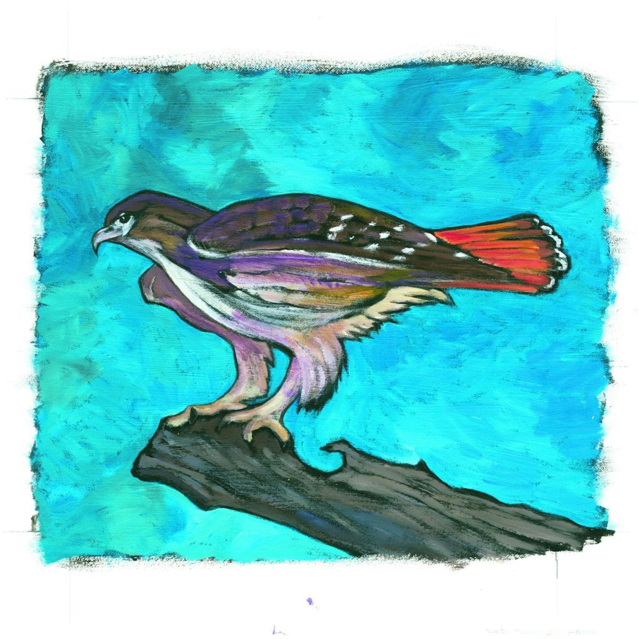 Betsy Bowen illustration of a red-tailed hawk from the book "Hawk Ridge: Minnesota's Birds of Prey."