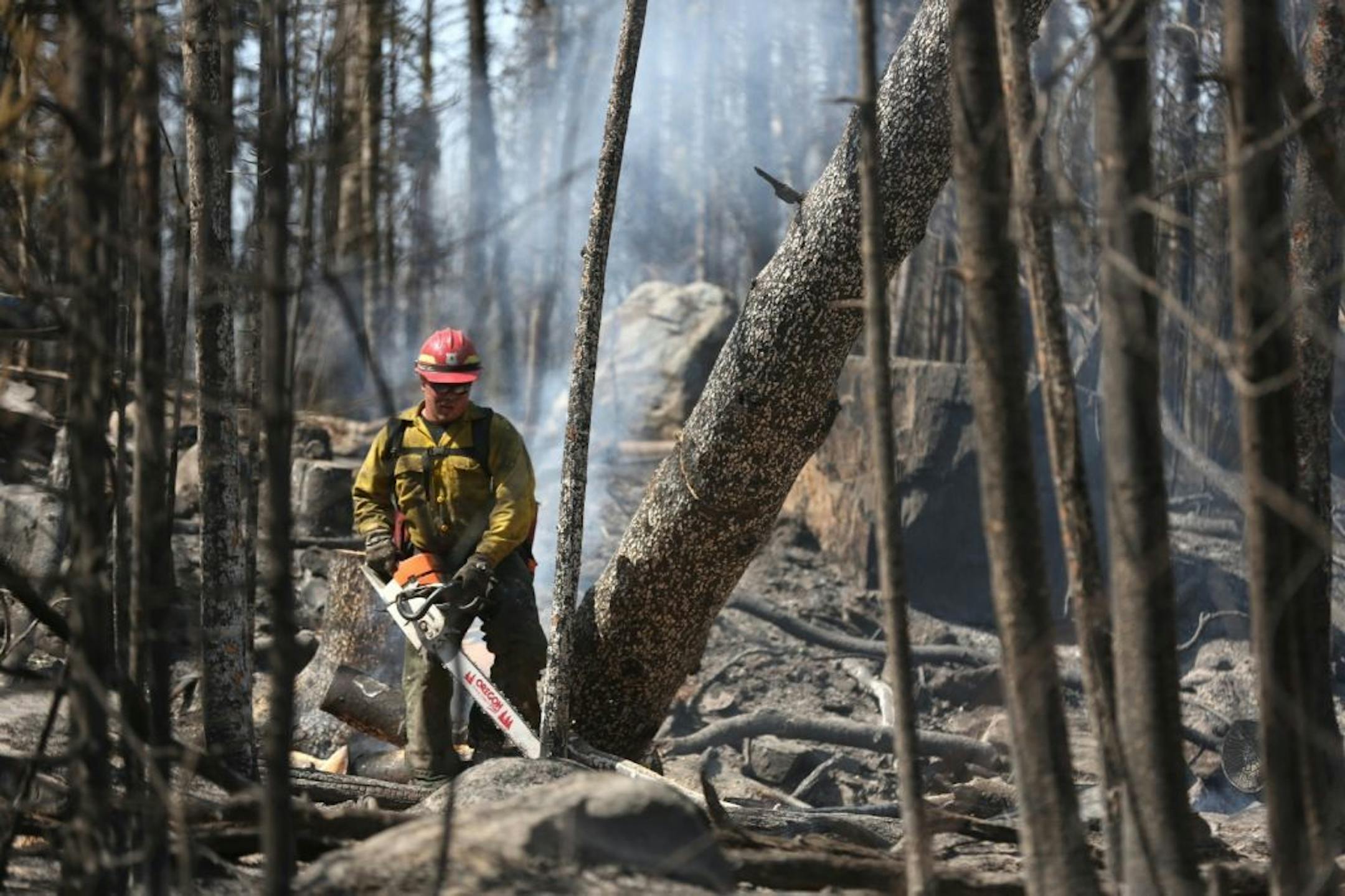A firefighter cut down a large tree in a smoldering area of a wildfire south of Ely, Minn. on My 18, 2012.