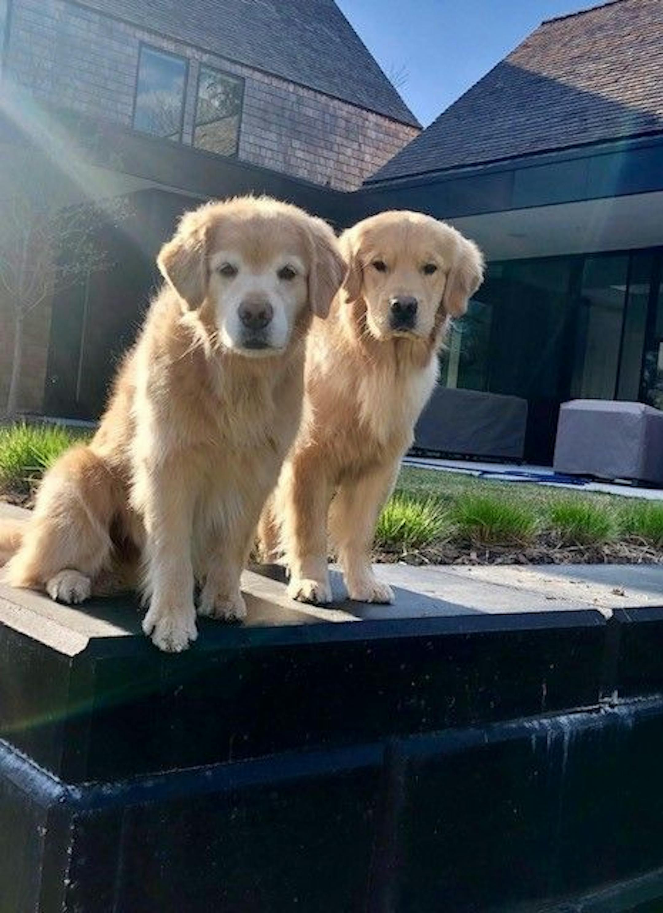 The Welters' pets Finn and Murphy