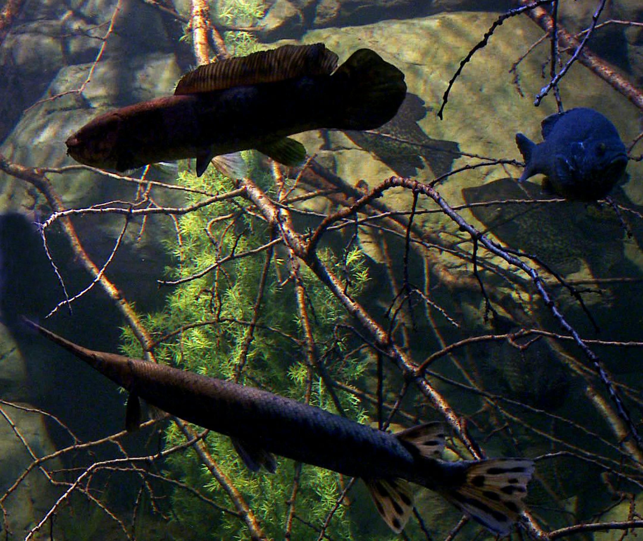 In the freshwater fish tank, the water is filtered and treated to re-create water like that found in Minnesota lakes. Sometimes it needs additional filtration and is held in an aging/holding tank; water is added as needed.