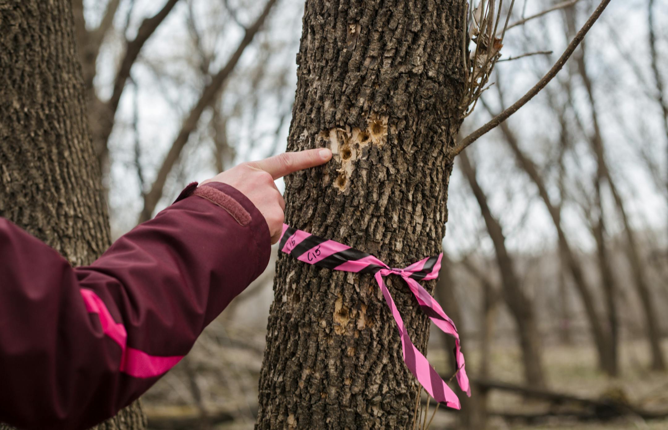 Lisa Tracy, Inverhills Community College biology instructor, finds signs of Ash Borers in an Ash Tree Wednesday morning. ] Elizabeth Brumley special to the Star Tribune * As Emerald Ash Borers munch their way across Minnesota, U.S. FWS workers are doing their best to track their spread. But the agency is shorthanded and lack the staff who can conduct surveys and do the leg work until the summer when they can hire interns. Students at Inverhills Community College are filling this gap by helping F