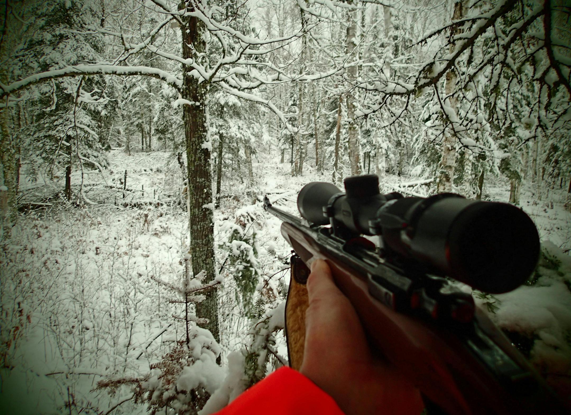 The North Woods near Cook, Minn., were blanketed with fresh snow when the state’s firearms deer season opened. Temperatures hovered around 30 degrees.