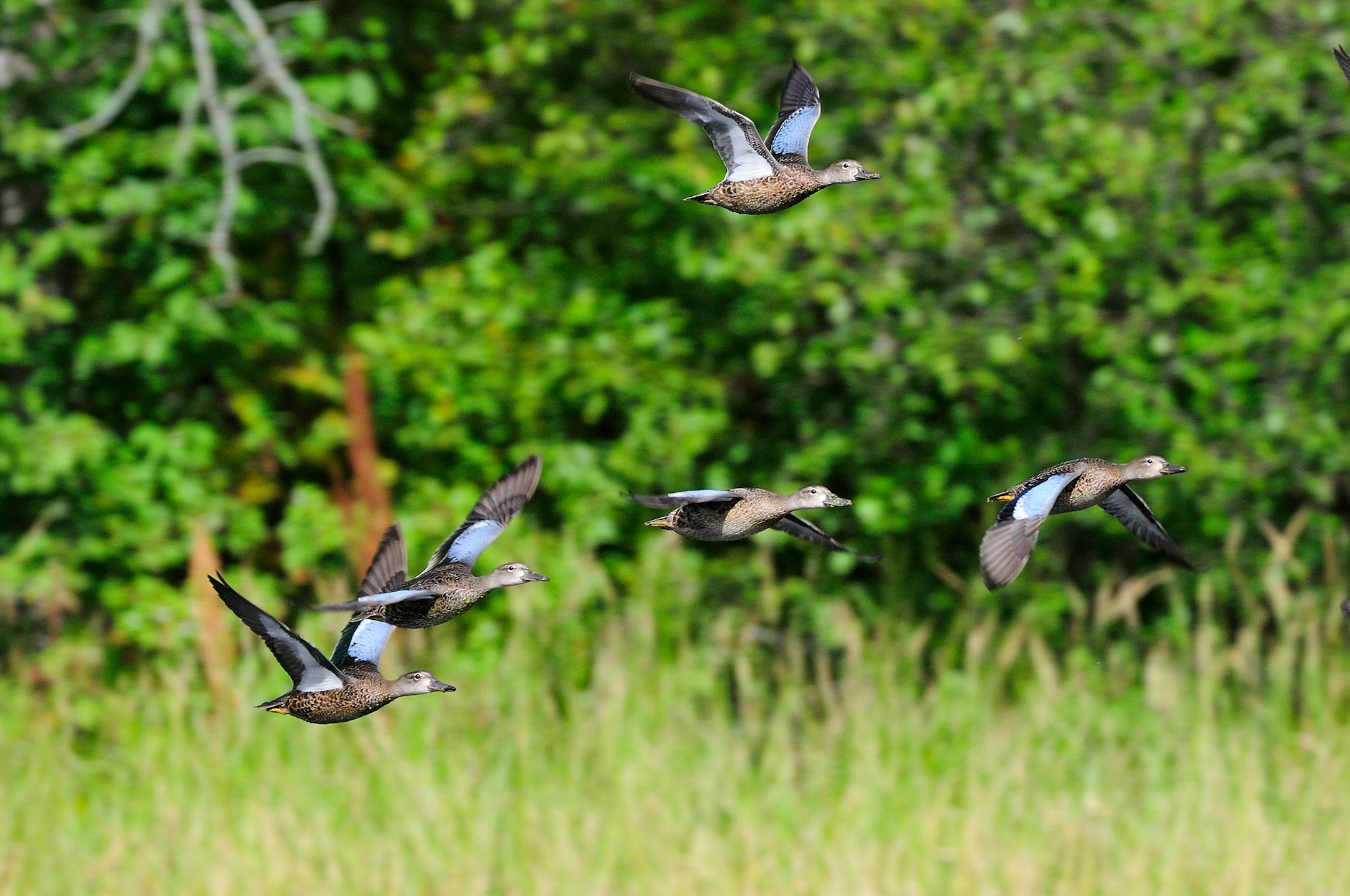A preseason scouting trip revealed these blue-winged teal were using this wild rice marsh.