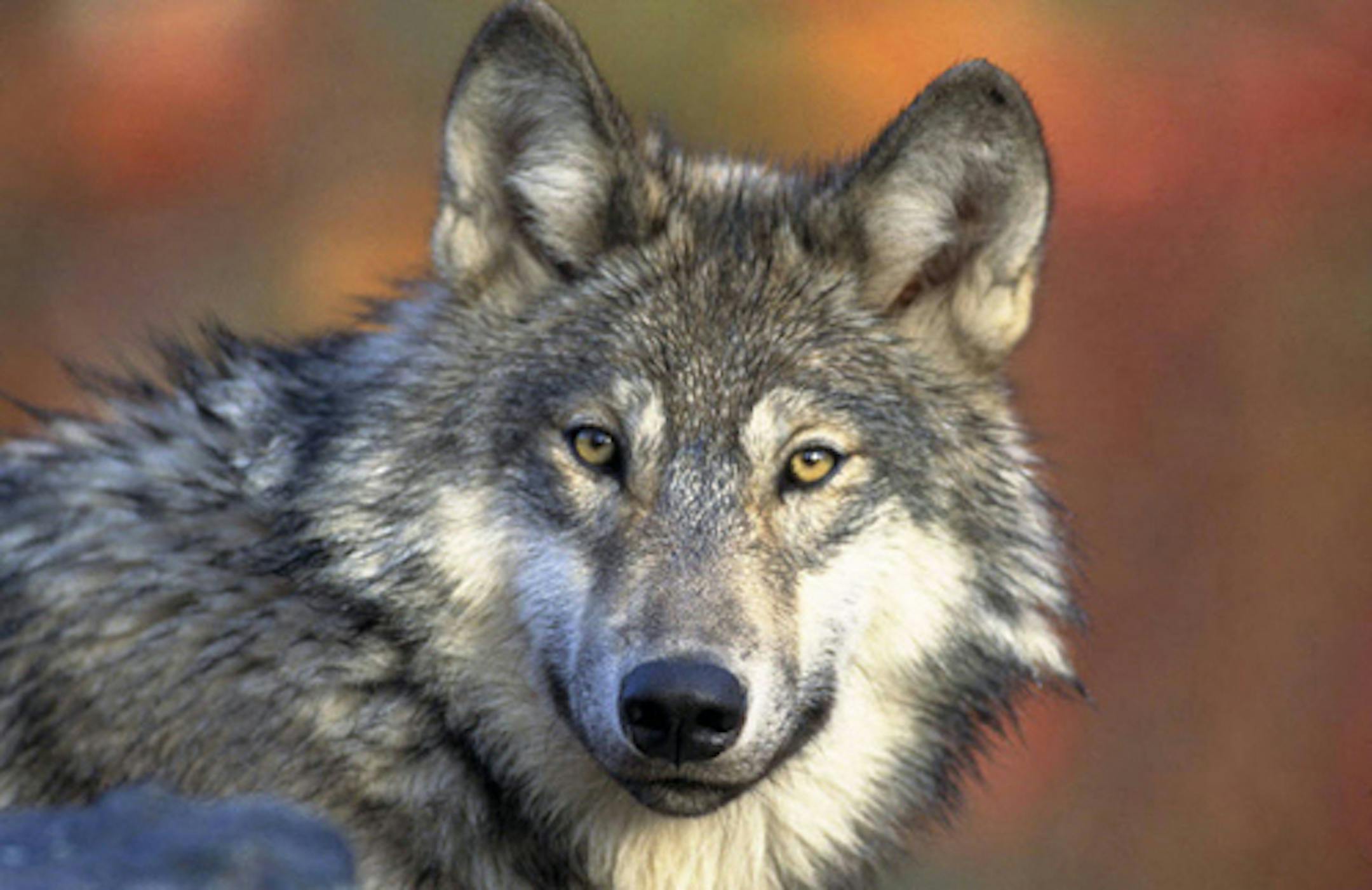 Wolves were hunted and trapped in Wisconsin and Michigan, along with Minnesota, beginning in 2013. A federal court ruling stopped the hunts, but wolf hunting might again be allowed in Minnesota in 2020. ORG XMIT: MIN1511271610131059