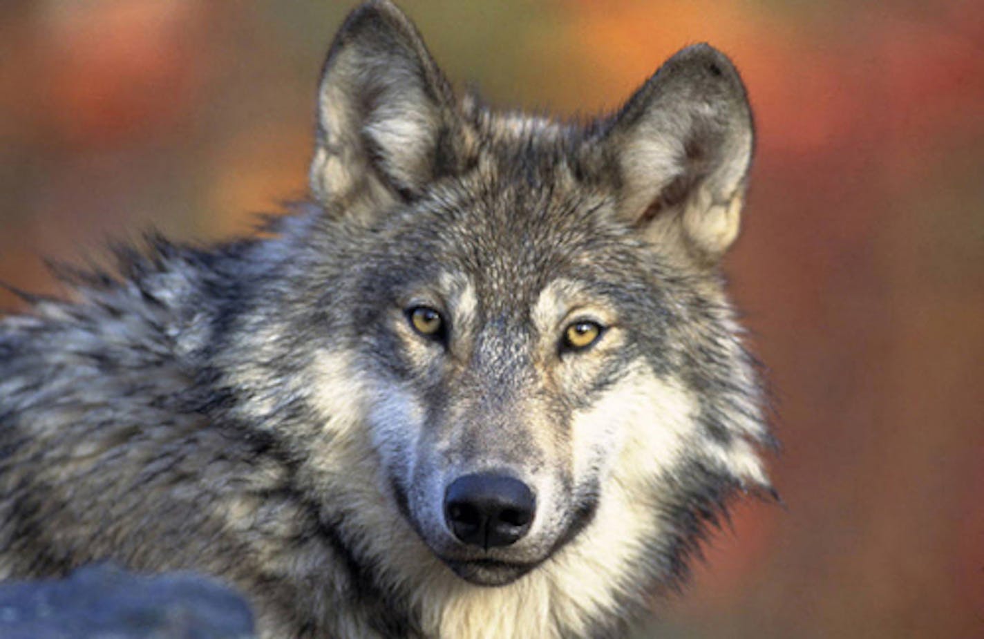 Wolves were hunted and trapped in Wisconsin and Michigan, along with Minnesota, beginning in 2013. A federal court ruling stopped the hunts, but wolf hunting might again be allowed in Minnesota in 2020. ORG XMIT: MIN1511271610131059