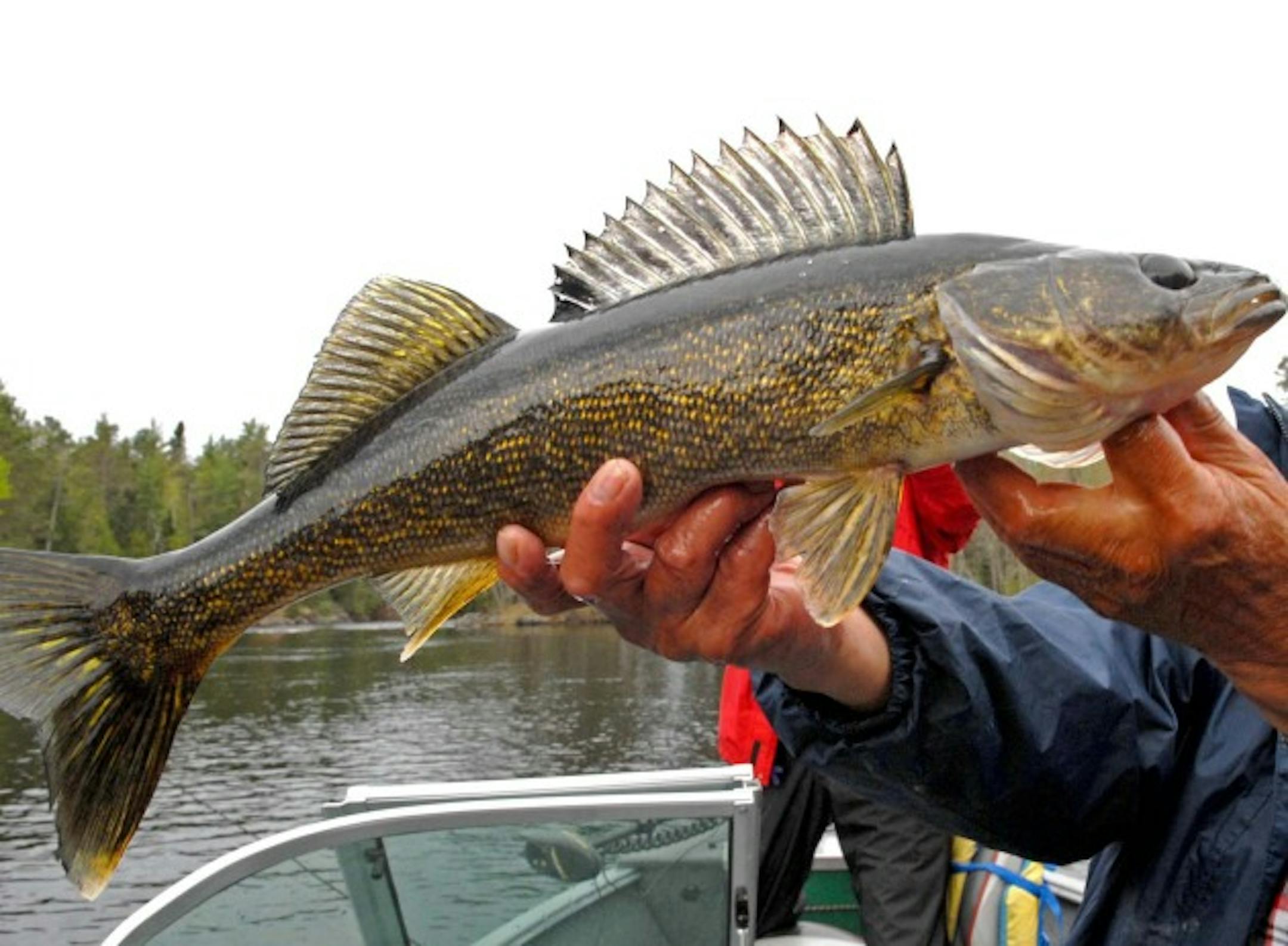 Fishing guide Howard Brown hoists a danday 4-pound walleye caught not far from Twin Falls, where the Maligne River enters Lac la Croix on the Minnesota-Ontario border. Brown is a member of the Lac la Croix First Nation and lives in a village of about 300 people on Lac la Croix.