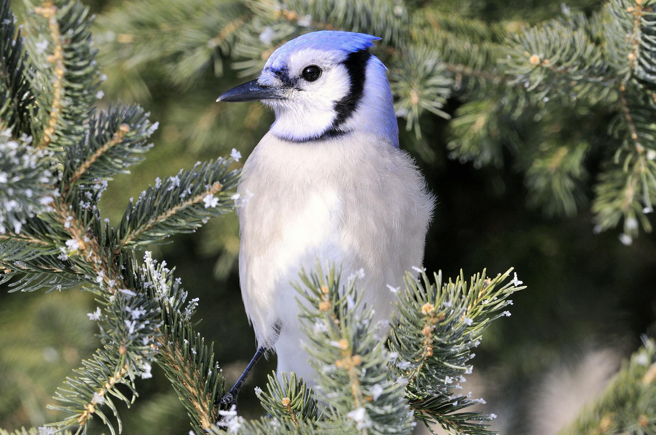 Right:&#x2009; Colorful birds like this blue jay can be attracted to your yard by planting evergreens, which not only provide winter shelter against the cold and wind, but nest cover as well.