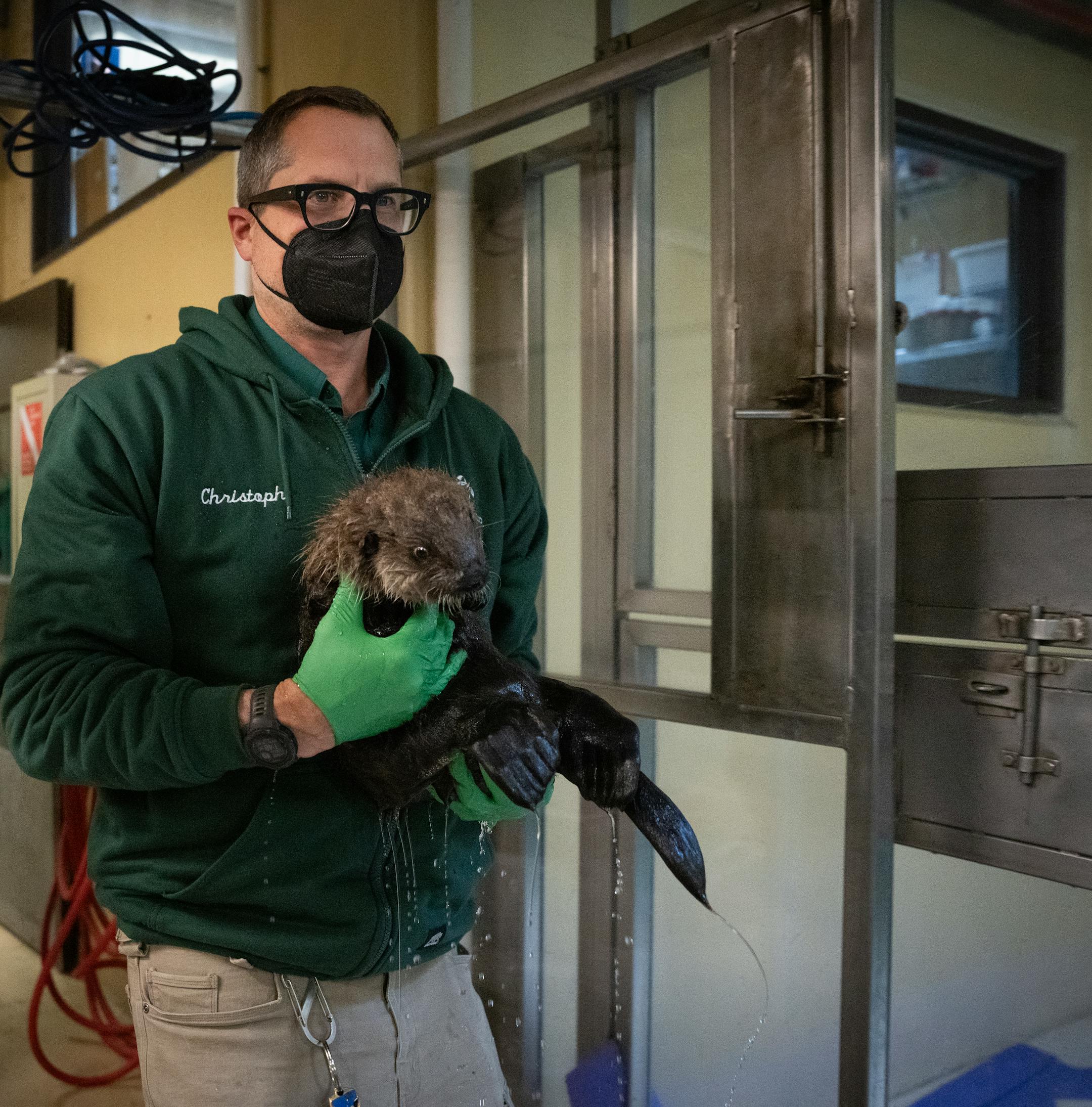Christoph Noetzli, Curator of Marine Mammals and Aquariums, carries Nuka to a table where he will groom her at the Minnesota Zoo in Apple Valley, Minn., on Wednesday, Oct. 25, 2023.