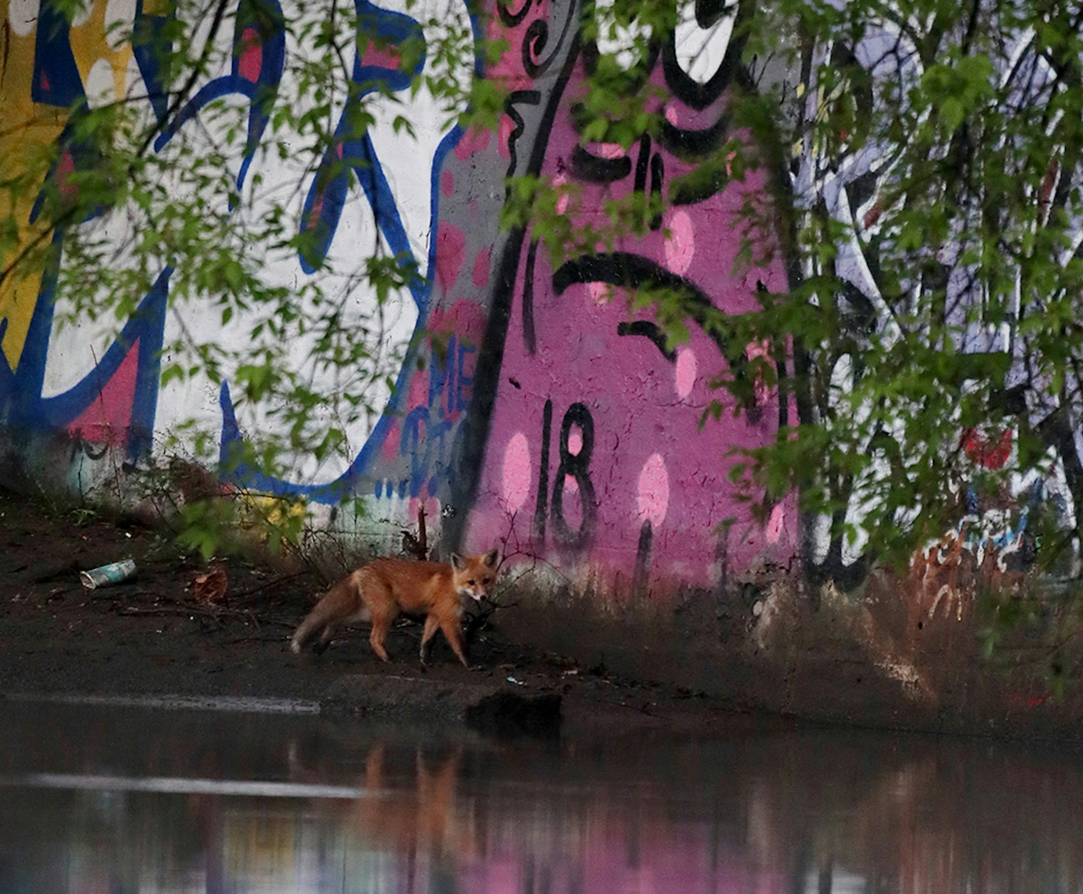 A fox toed the Mississippi River shoreline.