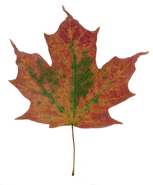 Maple leaf. 1997