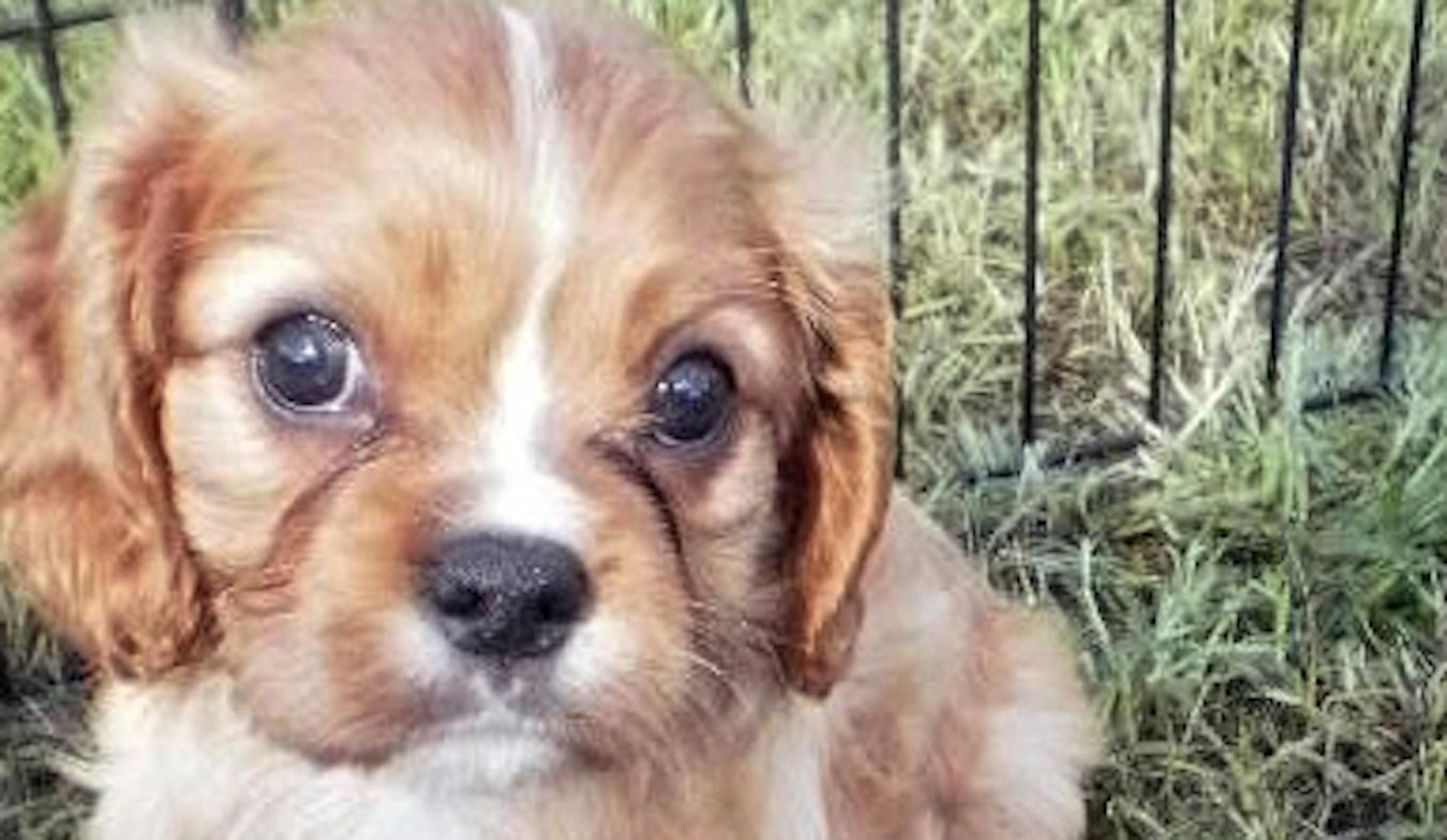 Resident seeks a Cavalier King Charles spaniel.