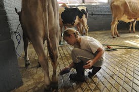 Isabella Portner 12 years old of Sleepy eye Minn washed the hooves of her Brown Swiss cow called Collett,getting ready for the Minnesota State Fair in