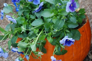 Scoop out the inside of a pumpkin, add some drainage holes and plant pansies for a festive fall planter.