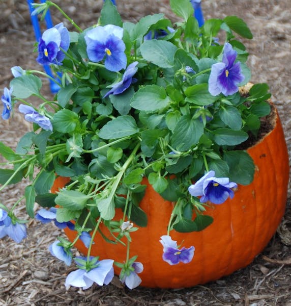 Scoop out the inside of a pumpkin, add some drainage holes and plant pansies for a festive fall planter.