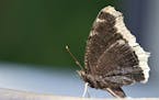 Profile view of a large brown and white butterfly, a little ragged, because its at the end of its life. North American native.