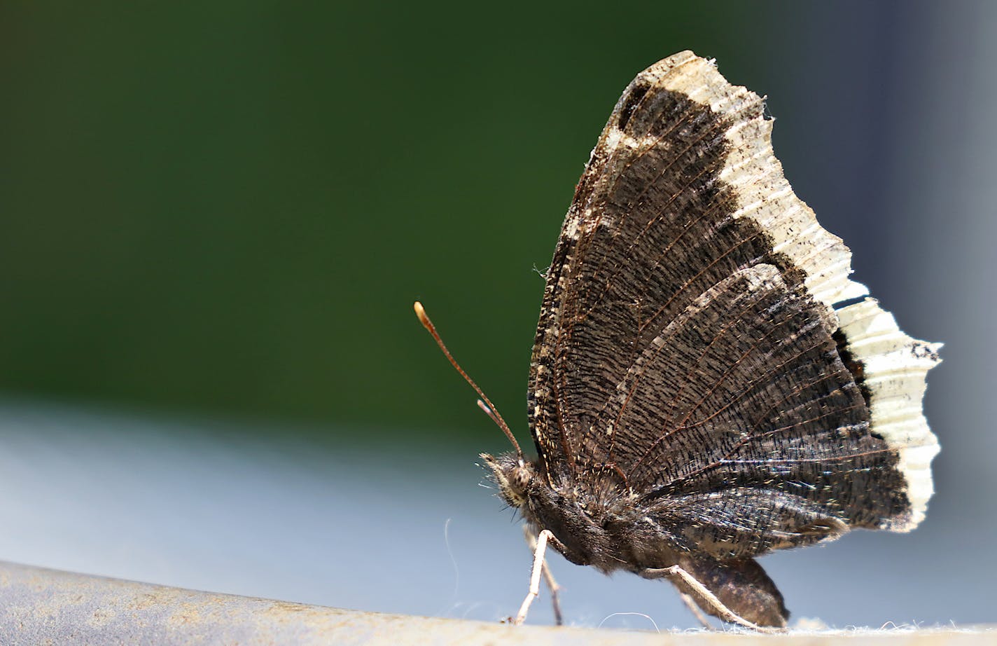 Profile view of a large brown and white butterfly, a little ragged, because its at the end of its life. North American native.