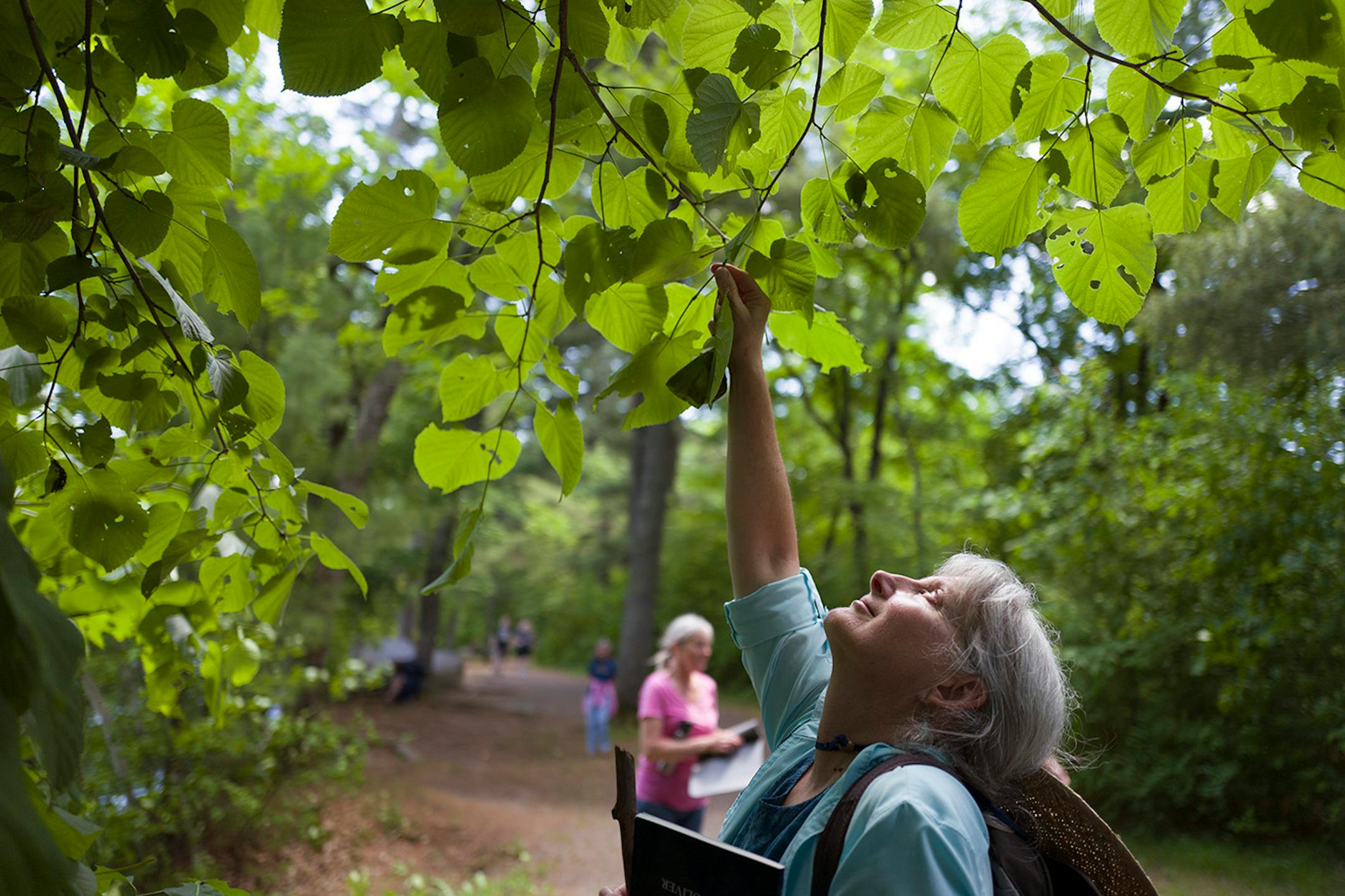 Christine Brandt, a certified forest therapy guide led a small group on walk of at William O'Brien State Park in Marine on St. Croix, MN.