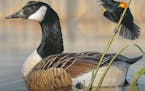 Upcoming duck stamp competition artwork is online