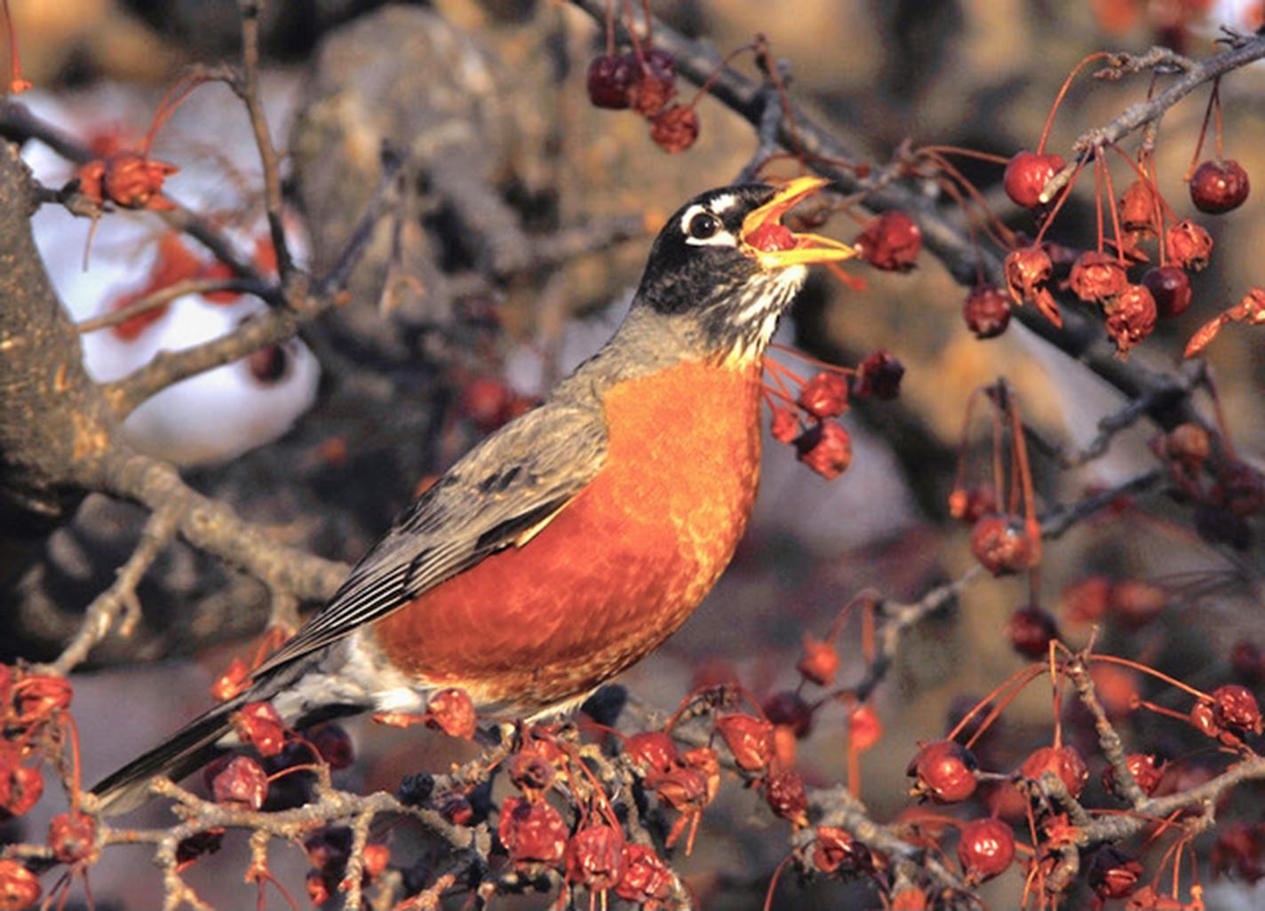 A robin perched in a shrub reaches to grab a berry with its beak.