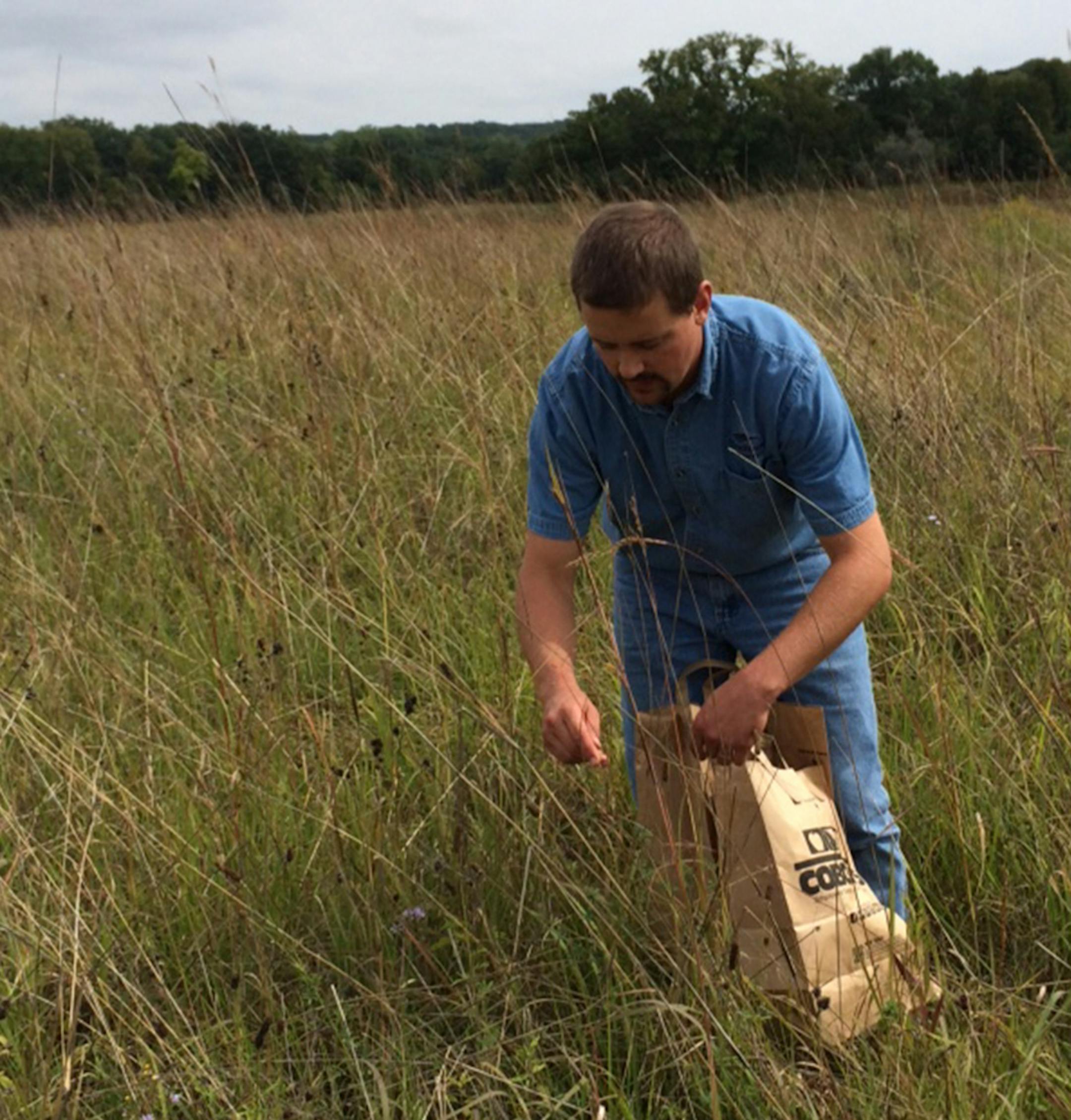 Wildlife specialist Steven Hogg collects grass seed at Murphy-Hanrehan Park Reserve. Photo by Liz Sawyer, Star Tribune