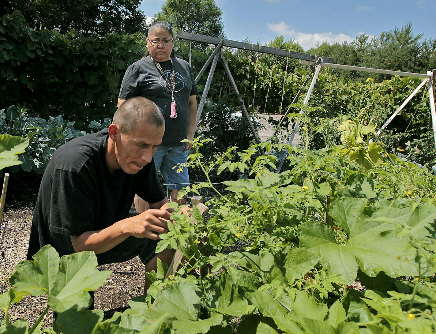 Daniel King and Reike Blue Arm worked on their plot of vegetables on the Little Earth community garden, Wednesday, August 13, 2014 in Minneapolis, MN. ] (ELIZABETH FLORES/STAR TRIBUNE) ELIZABETH FLORES &#x2022; eflores@startribune.com