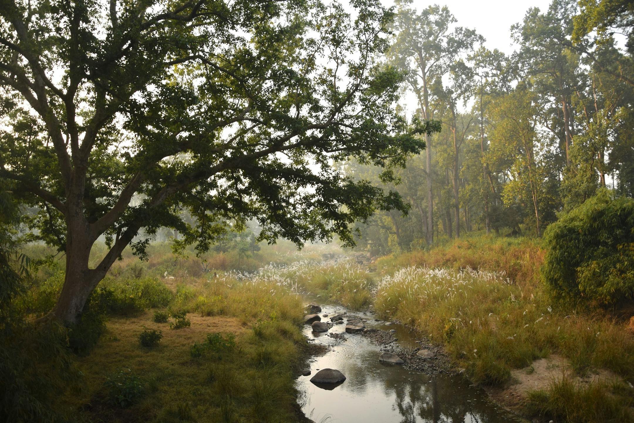 Kanha National Park was one of the first wildlife reserves set up in the 1970s under the conservation program Project Tiger. (Mark Johanson/Chicago Tribune/TNS)