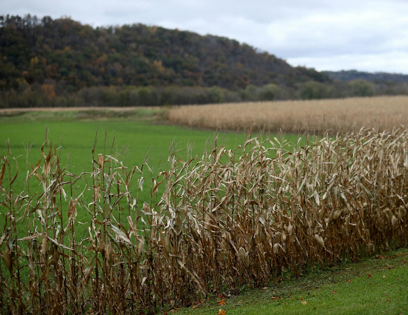 A large tract of crop land was mostly without the normal corn crop in October following floods earlier in the year.