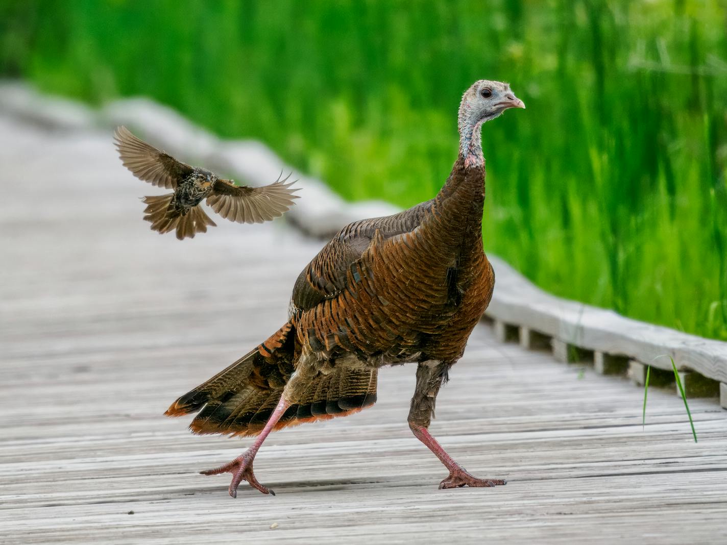 A turkey walking on a boardwalk being chased by a red-winged blackbird immediately behind it.