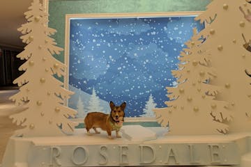 Twinkie the corgi has been one of the regulars at Rosedale on Sunday mornings for the past year. Owner Shannon Granholm said she's going to miss the e