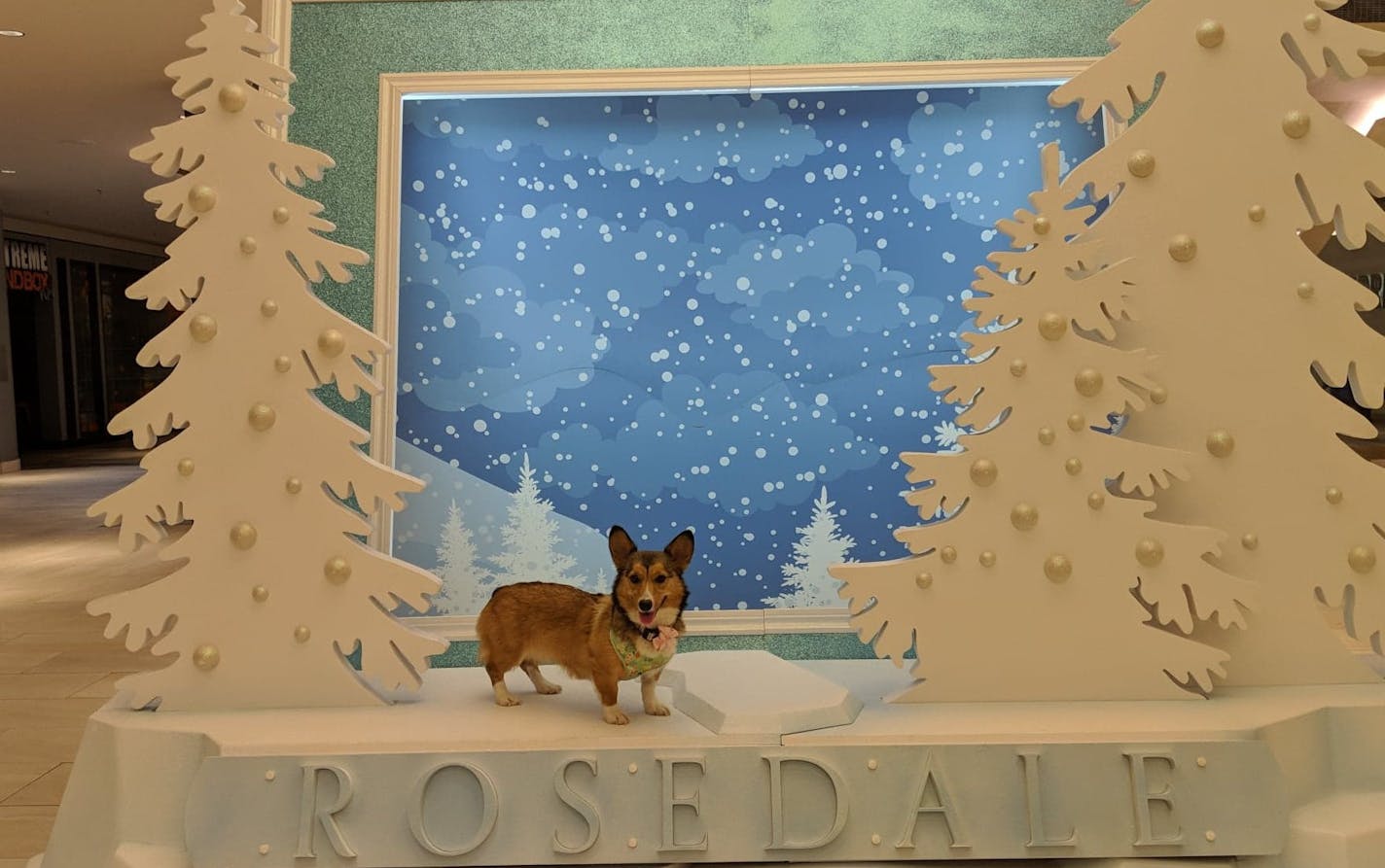 Twinkie the corgi has been one of the regulars at Rosedale on Sunday mornings for the past year. Owner Shannon Granholm said she's going to miss the event, which ends this Sunday.