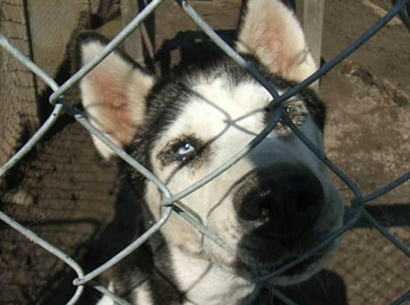 Photos from a dog breeding operation in Pine River, Minn. There were 133 dogs seized from there on Tuesday.