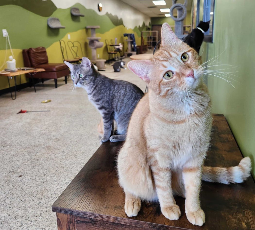 Cafe Meow serves as a home for up to 30 cats per location that customers can pet or adopt.
