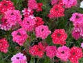 Sweetheart Kisses verbena attracts pollinators and brings a vibrant mix of red, rose, pink and a bit of white to gardens or containers.