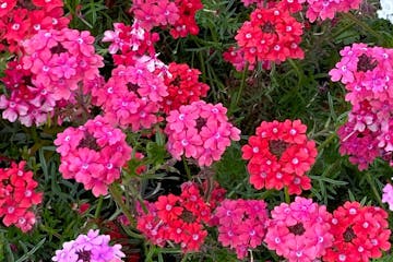 Sweetheart Kisses verbena attracts pollinators and brings a vibrant mix of red, rose, pink and a bit of white to gardens or containers.