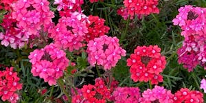 Sweetheart Kisses verbena attracts pollinators and brings a vibrant mix of red, rose, pink and a bit of white to gardens or containers.