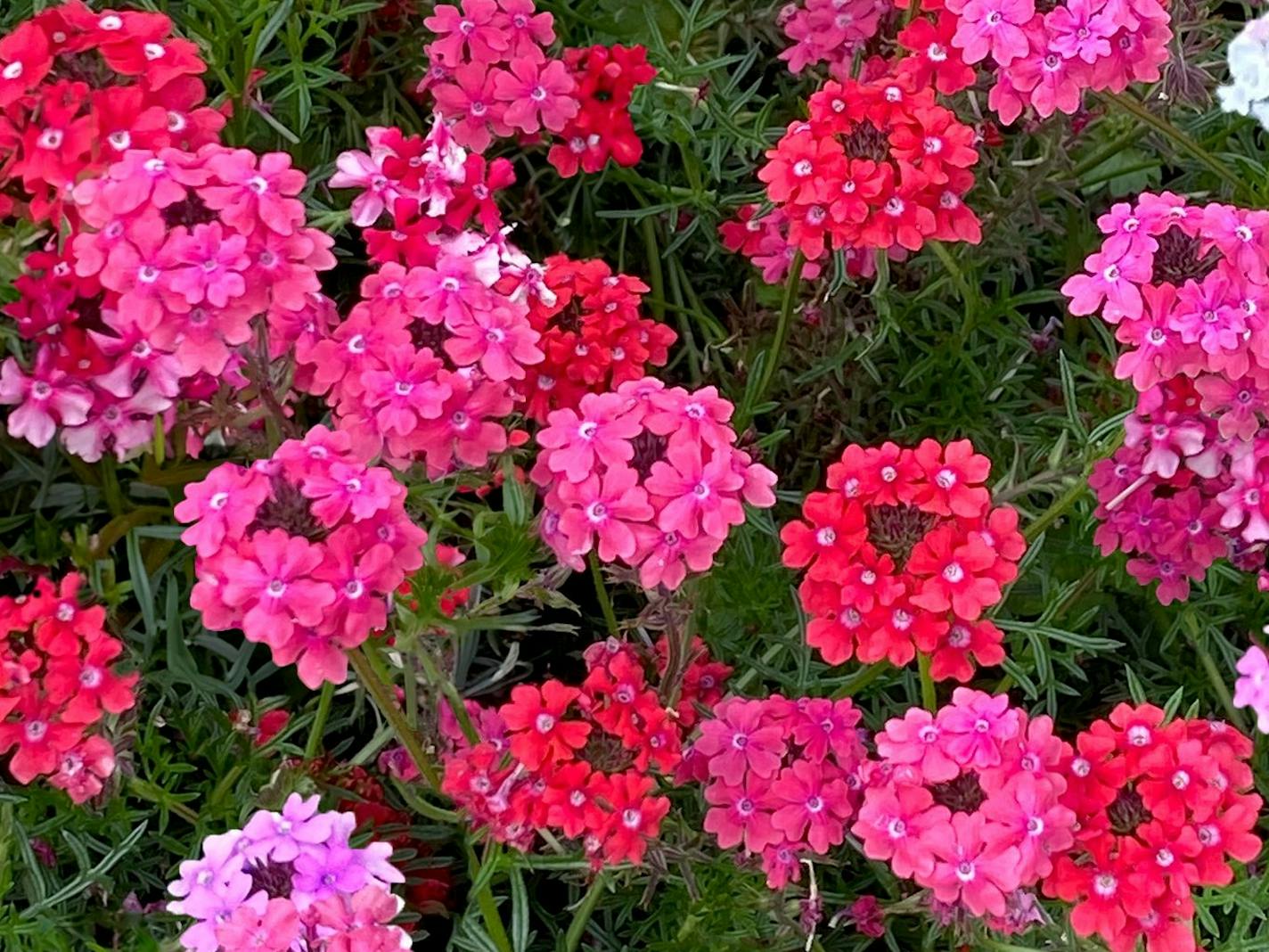 Sweetheart Kisses verbena attracts pollinators and brings a vibrant mix of red, rose, pink and a bit of white to gardens or containers.