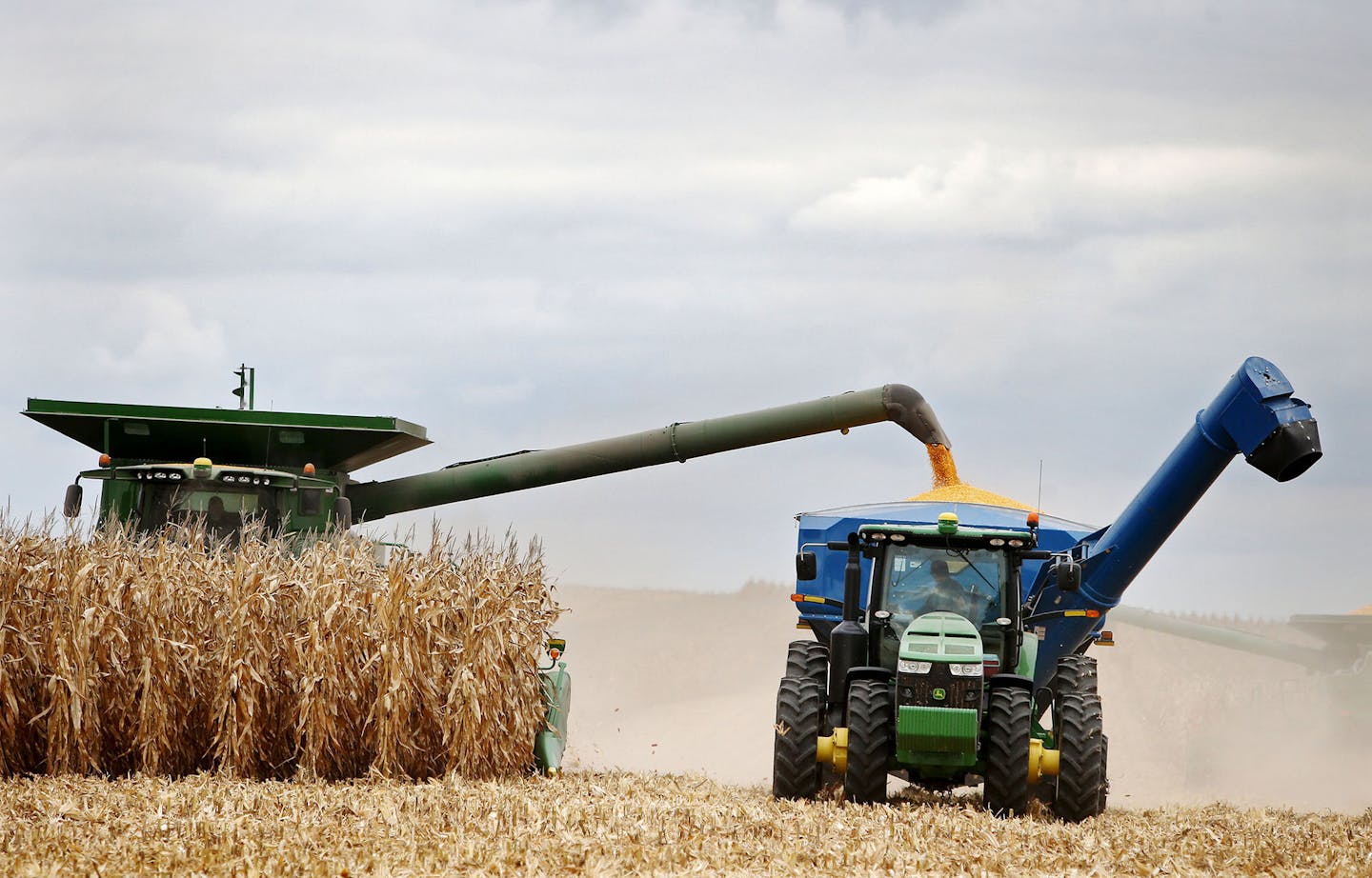 Members of the Peterson family, who operate Far-Gaze Farms, worked harvesting corn on one of their fields, this one 142 acres, Friday, Oct. 9, 2015,near Northfield, MN.](DAVID JOLES/STARTRIBUNE)djoles@startribune.com Crop estimates to be released Friday may show that Minnesota corn and soybean farmers are forecast to produce record crops in 2015, due largely to early planting and adequate summer rain. The healthy crops won't necessarily make farmers rich, since crop prices remain stubbornly low.