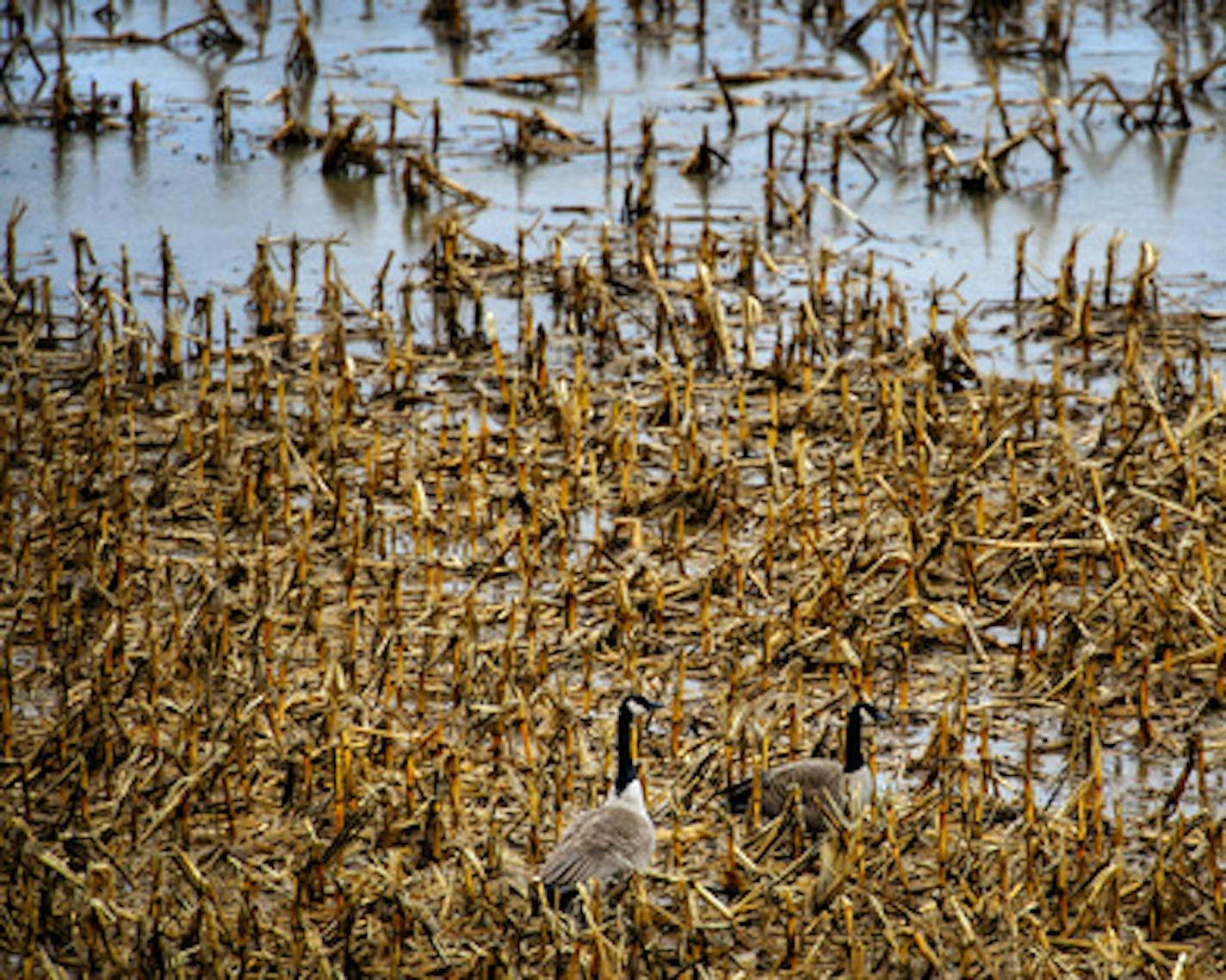 Cana Geese looked for food in a soggy farm field in southern Inver Grove Heights. ] Monday, April 28, 2014 GLEN STUBBE * gstubbe@startribune.com