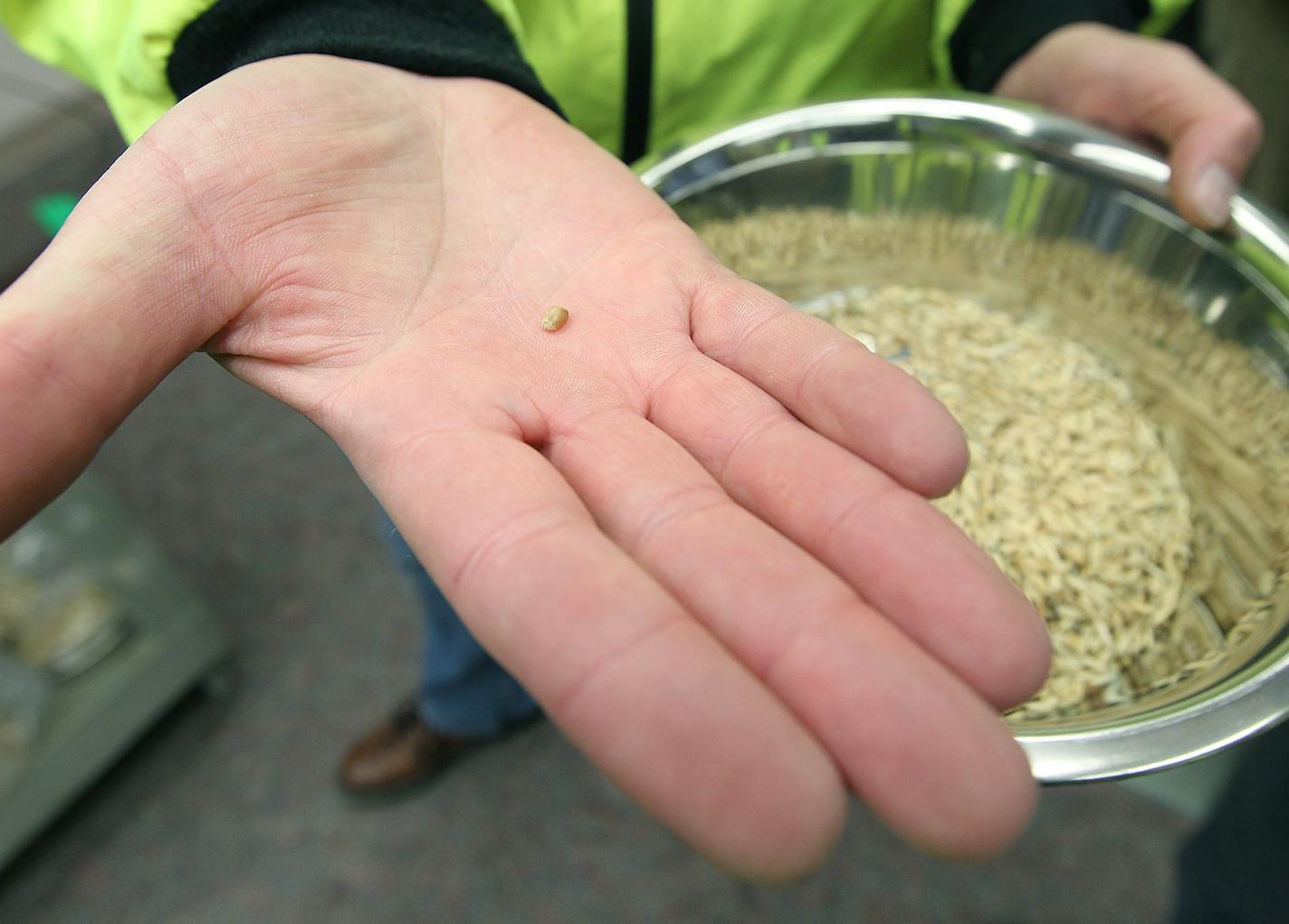 Oats are sorted and tested at a new &#x201c;cleaning house.&#x201d;