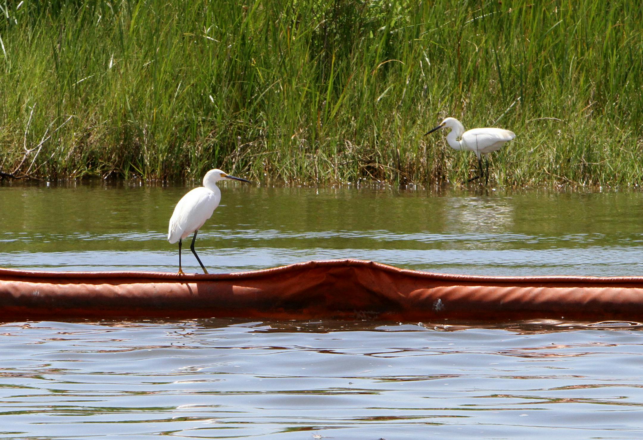 Egrets search for their next meal from the top of an oil boom at Shrimp Bayou in Hancock County, Mississippi, on Thursday, May 27, 2010, as efforts continue to contain the oil spill in the Gulf of Mexico continue. (James Edward Bates/Biloxi Sun Herald/MCT) ORG XMIT: MIN2014050915173326