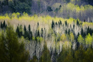 The forest north of Park Rapids, Minnesota, is a mix of aspen, birch and conifers.