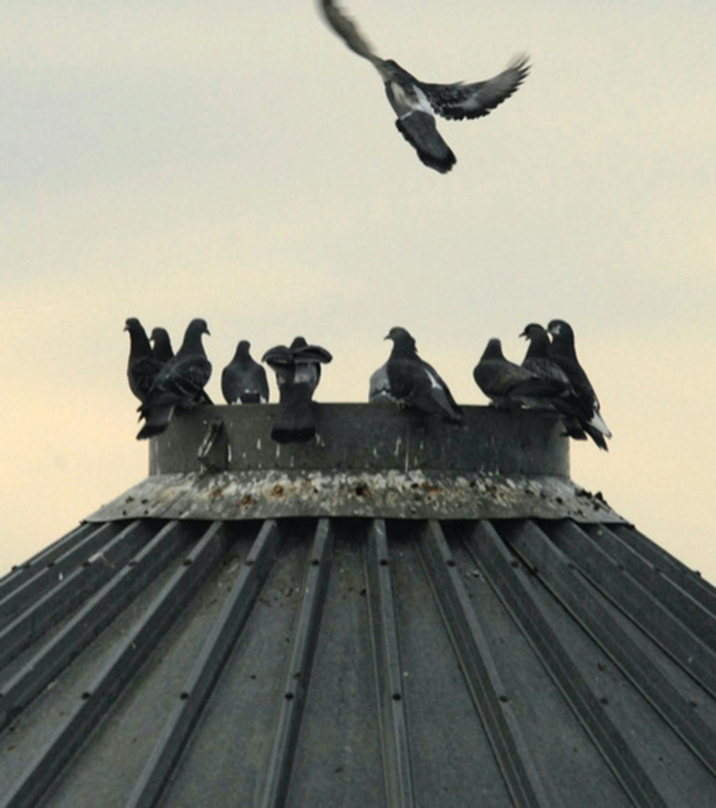 Pigeons may dominate feeding stations.Photo by Jim Williams