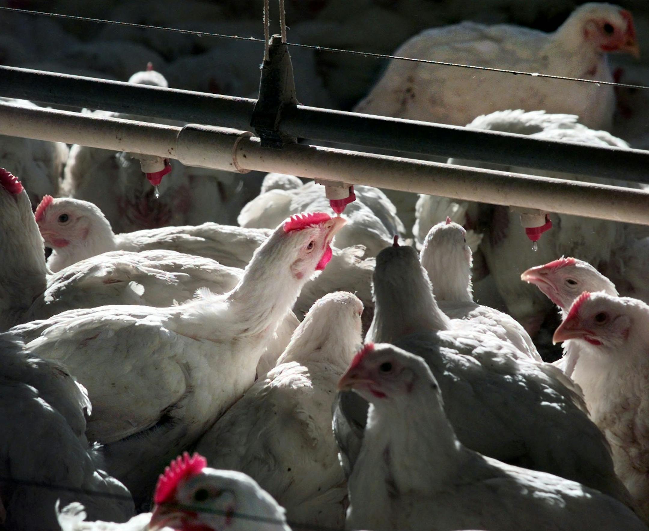 Chickens walk under water pipes equipped with drip nipples as they await their destiny at the Perdue Farms Inc. in Princess Anne, Md. Tuesday Sept. 30, 1997. The nipples are used instead of common drinking troughs which can spread disease. At a time when the recent recall of 25 million pounds of possibly contaminated ground beef has renewed concern about food safety, the meat and poultry industry is adopting new methods of ensuring that safety. (AP Photo/J.Scott Applewhite) ORG XMIT: WX111,WX111