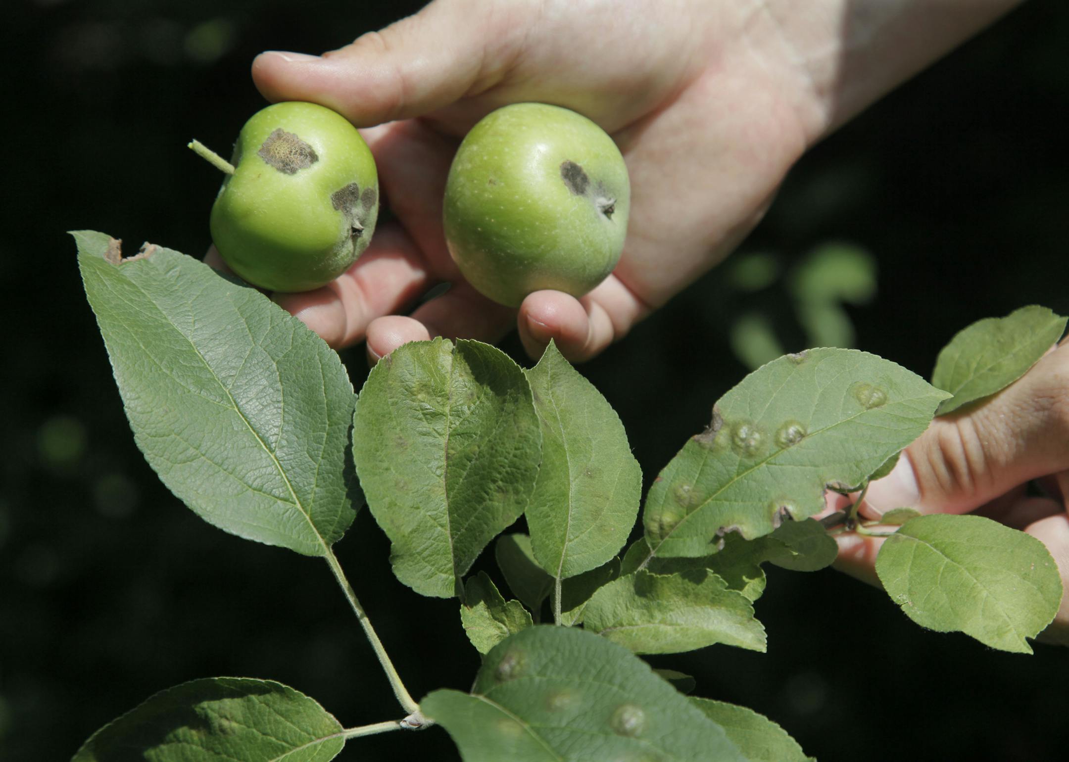 In this Aug. 4, 2011 photo, farmer Ryan Richardson, owner of County Line Orchard, displays examples of apples and leaves from McIntosh apple trees on his farm that have been affected by apple scab fungus, in Hobart, Ind. Research from Purdue University shows Michigan and Indiana apple crops are being bothered by apple scab fungus, because fungicides that are quite important to apple growers are failing. The fungus is becoming resistant, and it could mean some serious problems for orchard operato