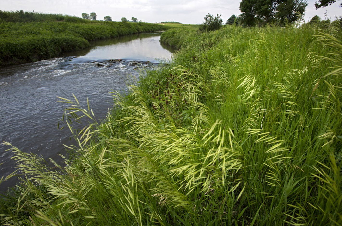 A buffer strip of grass and trees along the Rock River west of Edgerton is a good example of the protective strips that help filter runoff. ] In the small town of Edgerton where a shallow aquifer readily absorbs leaching farm chemicals, residents pay extra every month for special treatment to make their water safe to drink. The nitrate-removal system -- now woven into the infrastructure of this heavily Dutch settlement - reflects the dilemma that a number of communities are having across Minneso